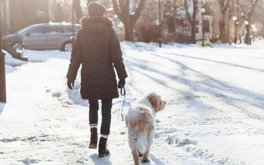 Exploring Your Winter Wonderland: The Guide To Festive Walks With Your Dog