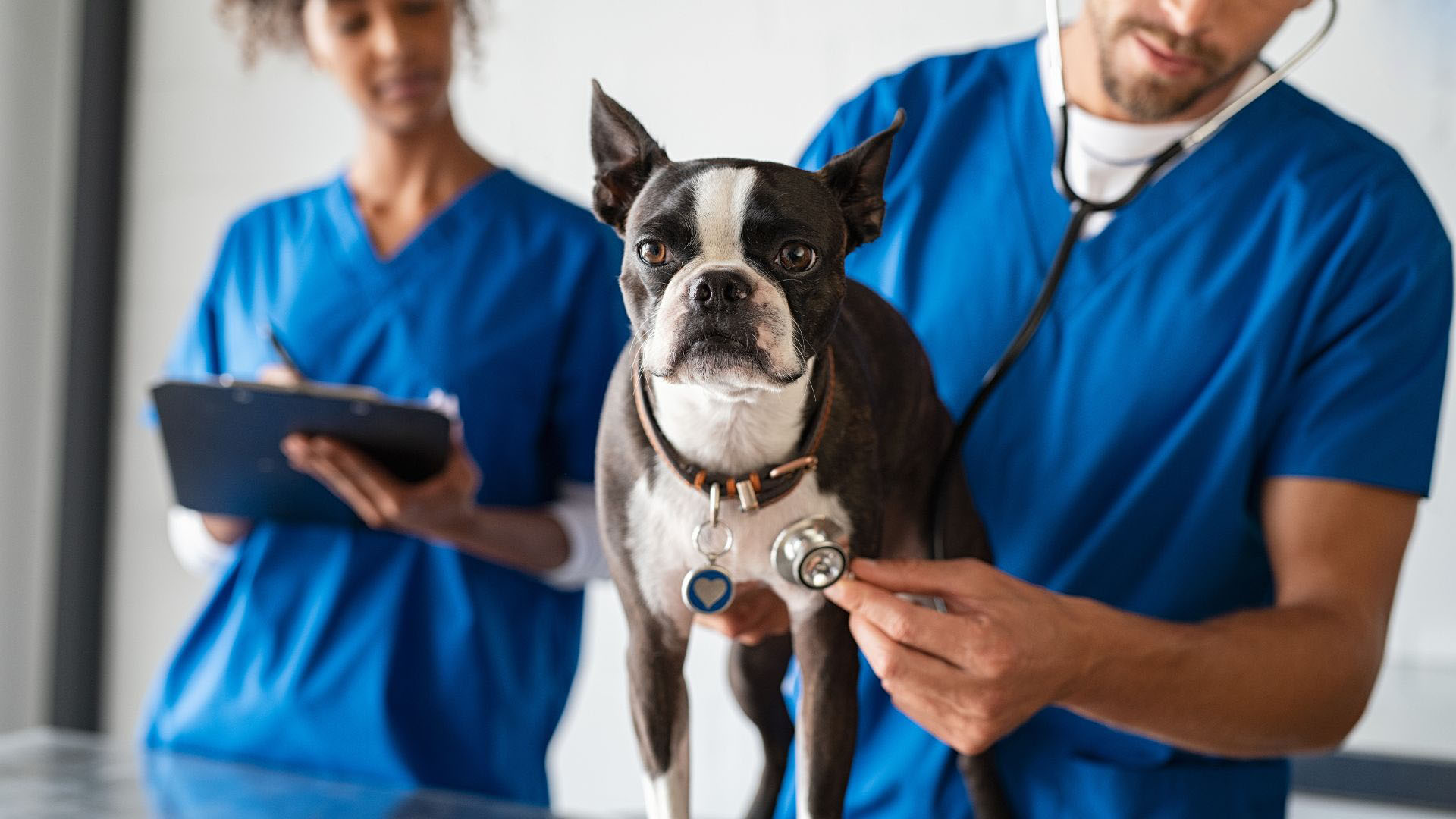 Pet Wellness In Lindale, TX | Lindale Veterinary Clinic