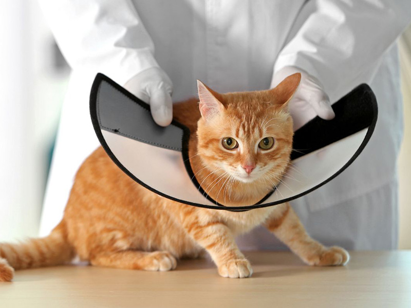 a cat wearing a cone