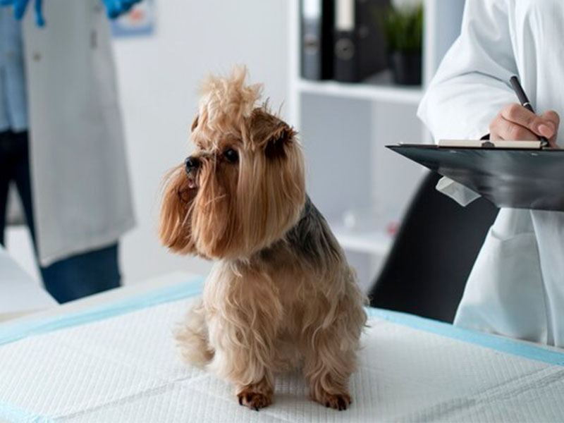 a dog being examined by a vet in a clinic