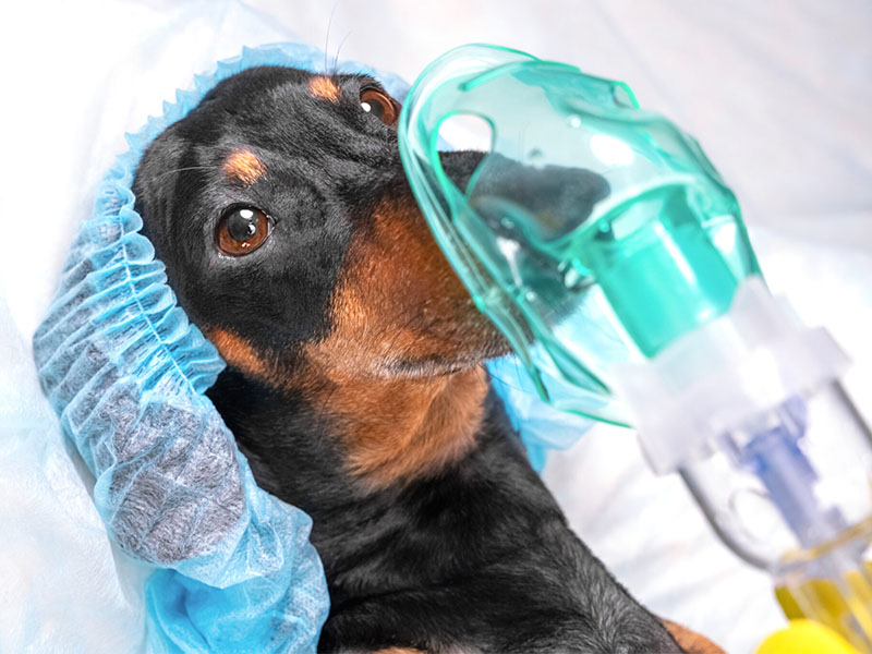 a dog wearing a medical mask