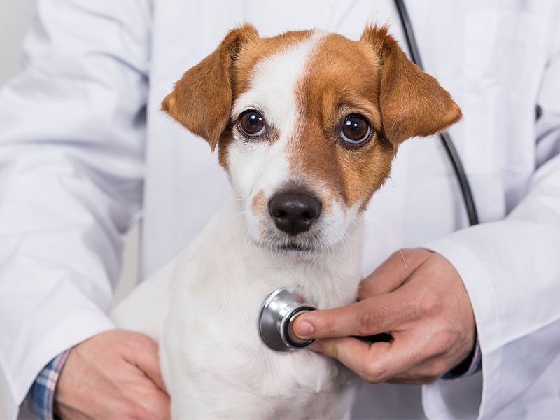 a dog with a stethoscope on its neck