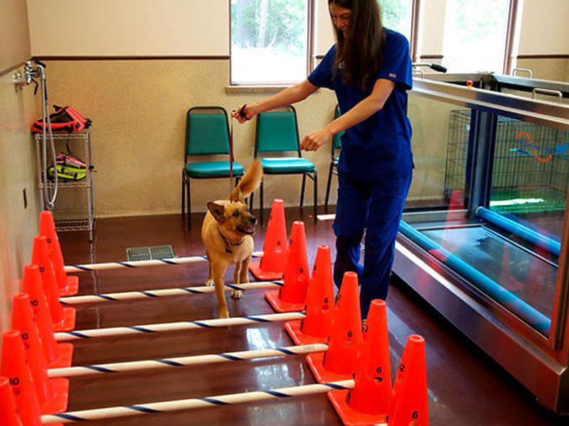 a female veterinarian in blue scrubs with a dog