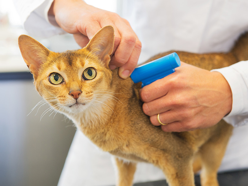 a person holding a microchip machine