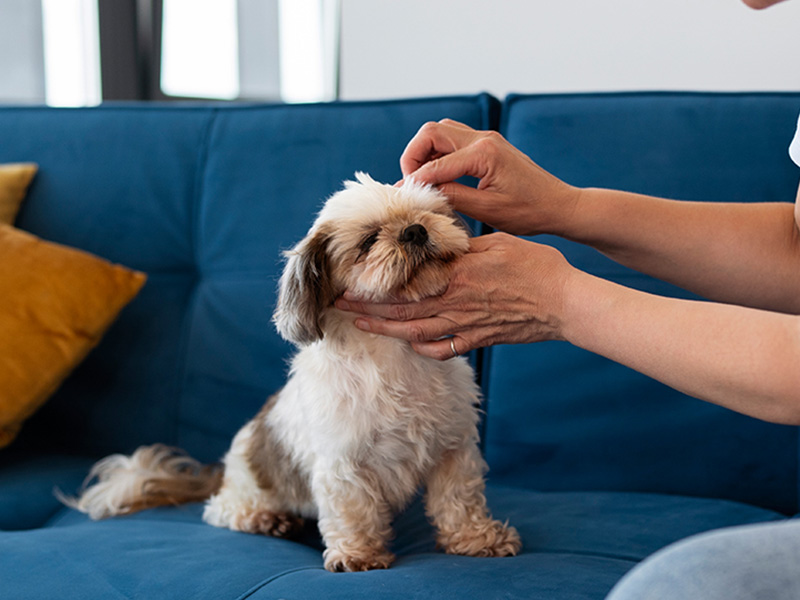 a person petting a dog