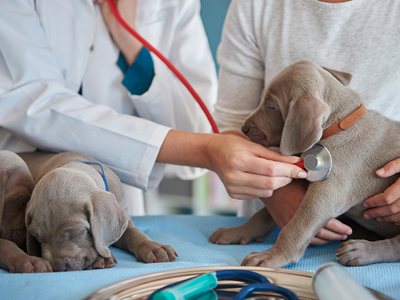 a vet holding a stethoscope to a puppy