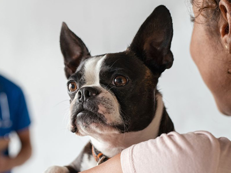 a woman gently cradles a small dog in her arms