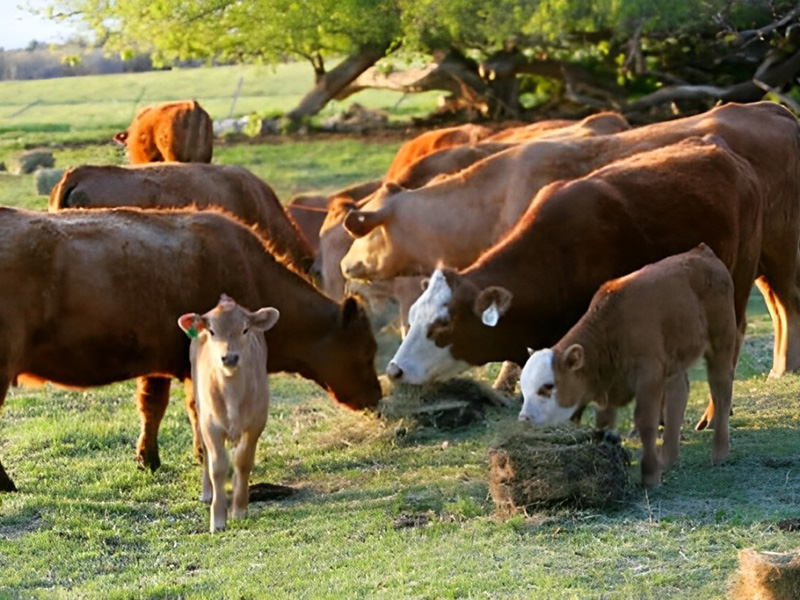 group of cows feeding on grass