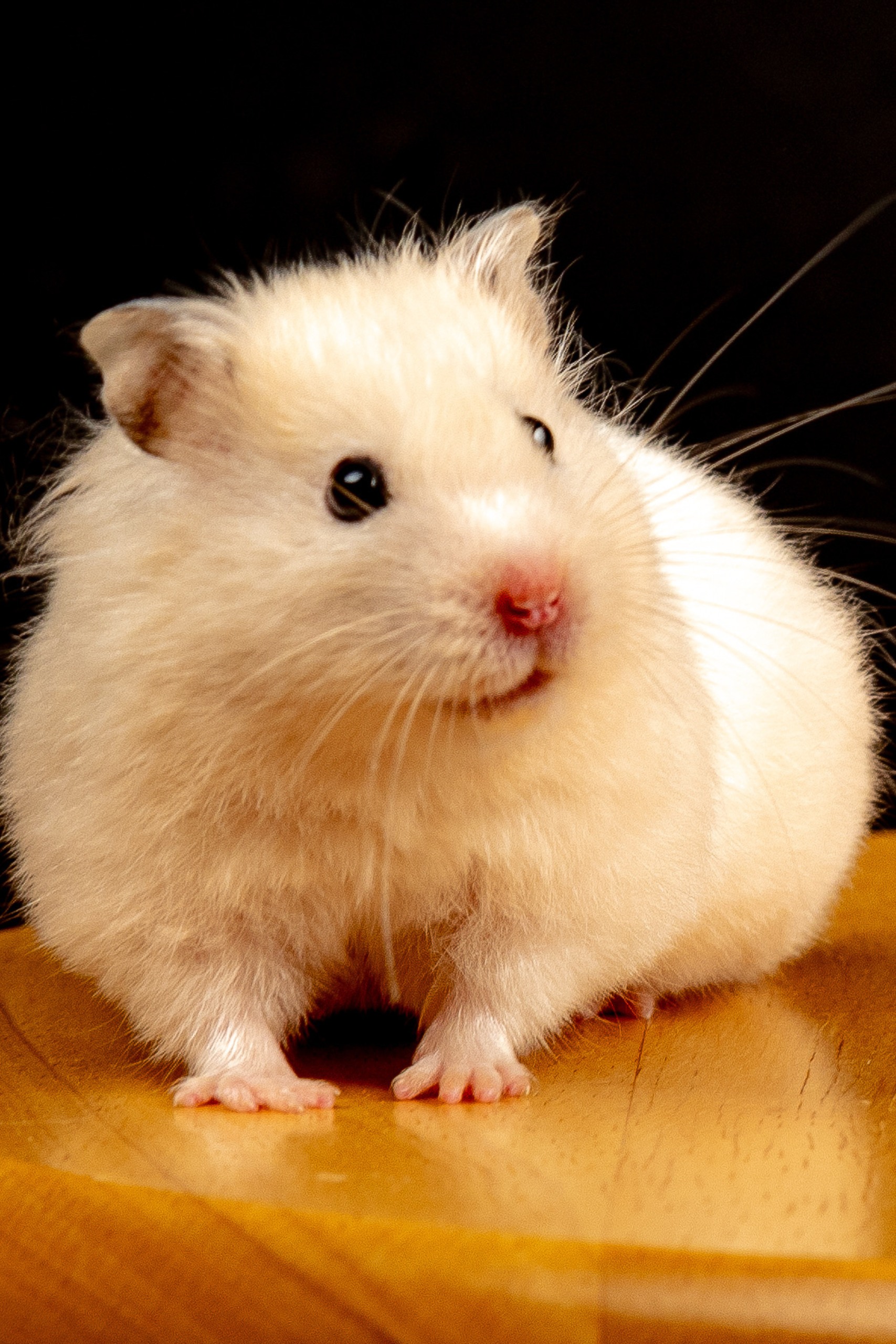 A White Hamster on Brown Wooden Table A White Hamster on Brown Wooden Table