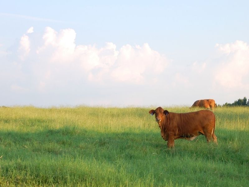 Cow in a field in Lindale, Texas