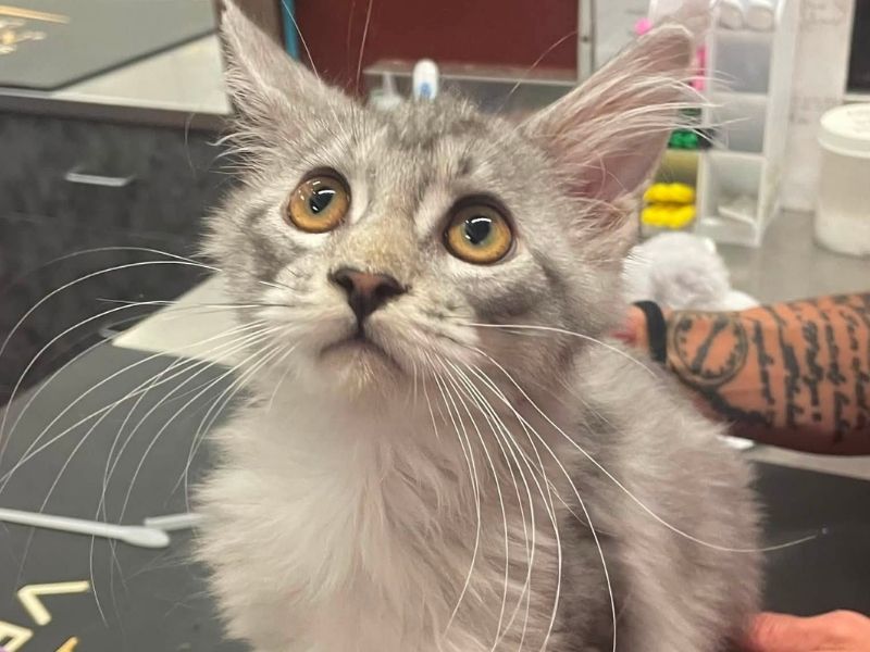 A gray cat sitting calmly on a table