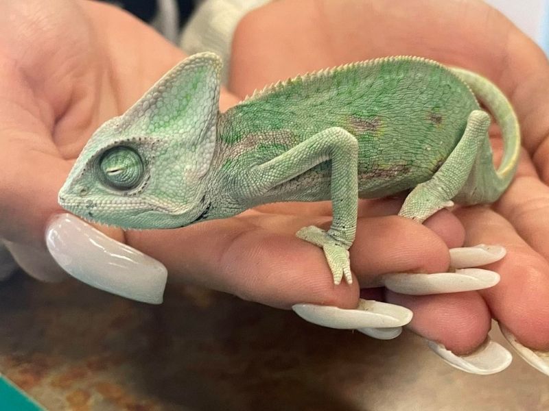 A vet staff gently holds a green chameleon in her hands