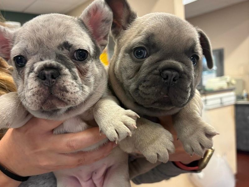 A person holding two French Bulldog puppies