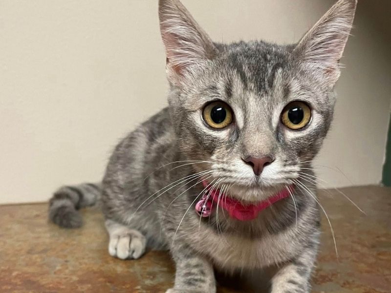 A gray kitten wearing a pink collar