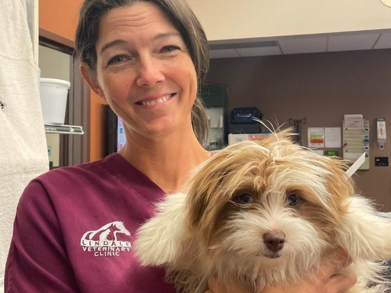 A vet staff gently holds a small dog